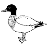Canard